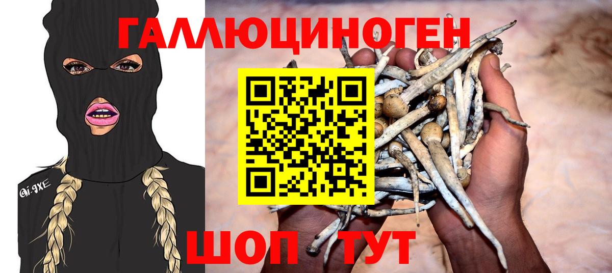Псилоцибиновые грибы Psilocybe Серов